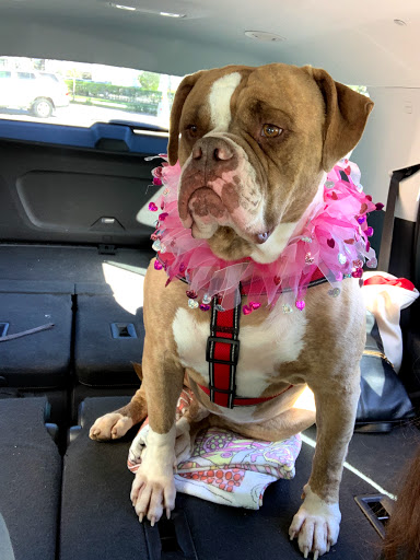 Pet Supply Store «Petco Animal Supplies», reviews and photos, 8111 W Broward Blvd, Plantation, FL 33324, USA