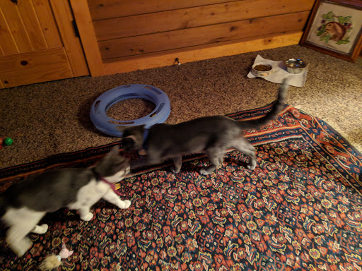 Animal Shelter «Oregon Humane Society», reviews and photos