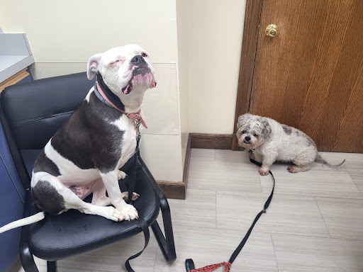 Pembroke Animal Hospital image