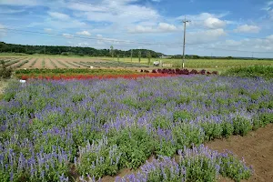 Sakura Lavender Land image