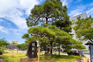 Ieyasu's Armour Hook Pine image