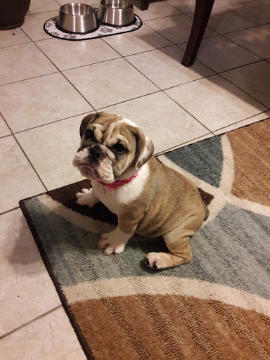 Pet Store «Puppy Boutique Store», reviews and photos, 4001 N Federal Hwy, Fort Lauderdale, FL 33308, USA