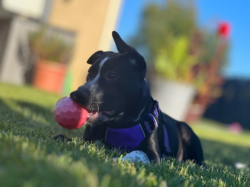 Woods Humane Society image