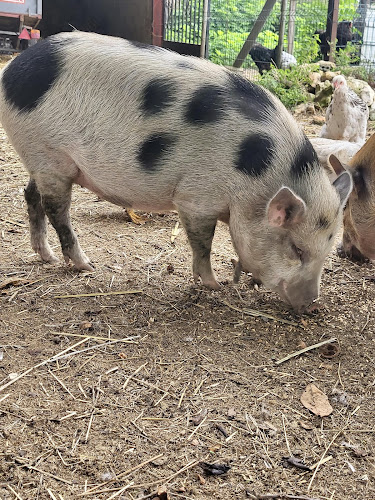 La petite ferme des Bernards à Saint-Sulpice-d'Arnoult