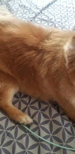 Pet Supply Store «PetSmart», reviews and photos, 11400 Financial Centre Pkwy, Little Rock, AR 72211, USA