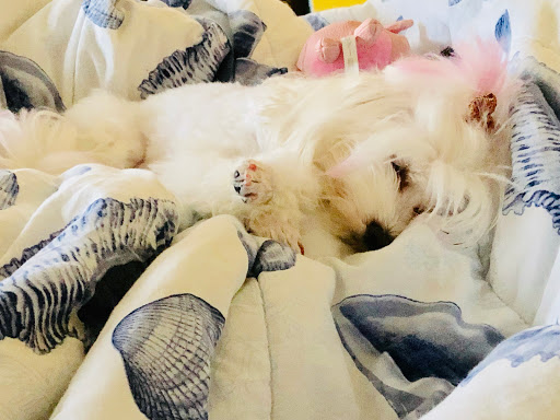 Pet Supply Store «Woof Gang Bakery & Grooming Abacoa», reviews and photos, 5440 Military Trail #7, Jupiter, FL 33458, USA