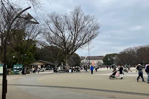 Ueno Park Yoshino Wild Cherry Blossoms image
