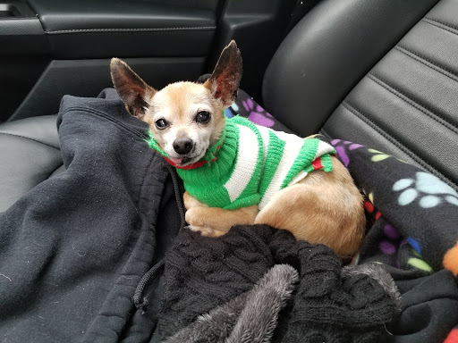 Pet Supply Store «PetSmart», reviews and photos, 2410 Merrick Rd #1, Bellmore, NY 11710, USA