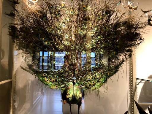 Natural History Museum «Harvard Museum of Natural History», reviews and photos, 26 Oxford St, Cambridge, MA 02138, USA