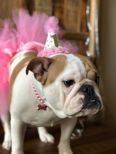 Pet Store «Three Dog Bakery», reviews and photos, 1556 W McEwen Dr #112, Franklin, TN 37067, USA