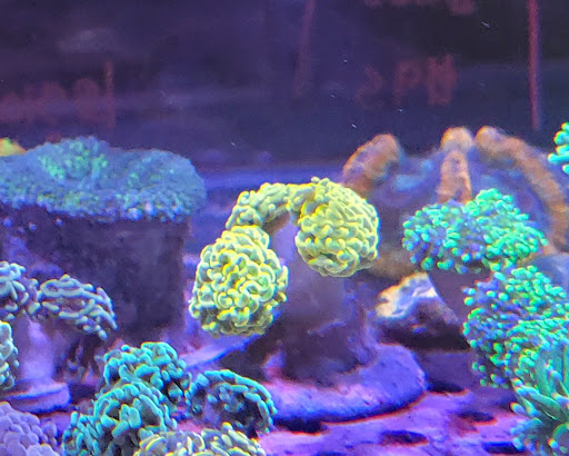 Tropical Fish Store «Shipwreck Cove Custom Aquariums», reviews and photos, 215 S El Camino Real, Encinitas, CA 92024, USA