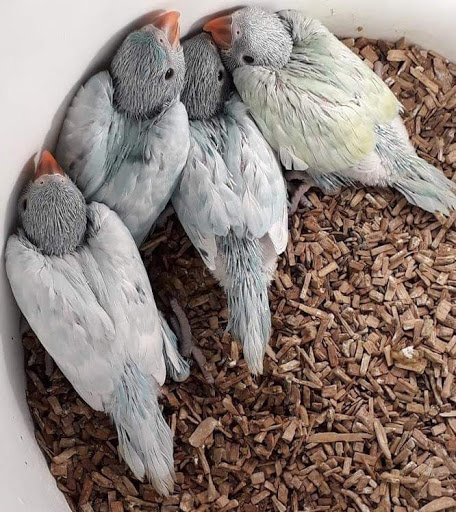 Vogelzucht Friedrich unter Coppenbrügge, 