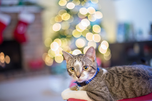 1020 N 3rd St, Nicollet, MN 56074, USA