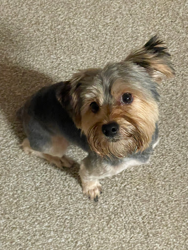 Pet Supply Store «PetSmart», reviews and photos, 1072 Bullsboro Dr, Newnan, GA 30265, USA