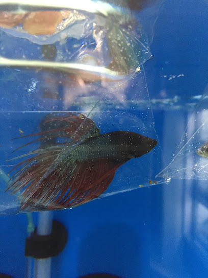 Goldfish Petshop Akvaryum