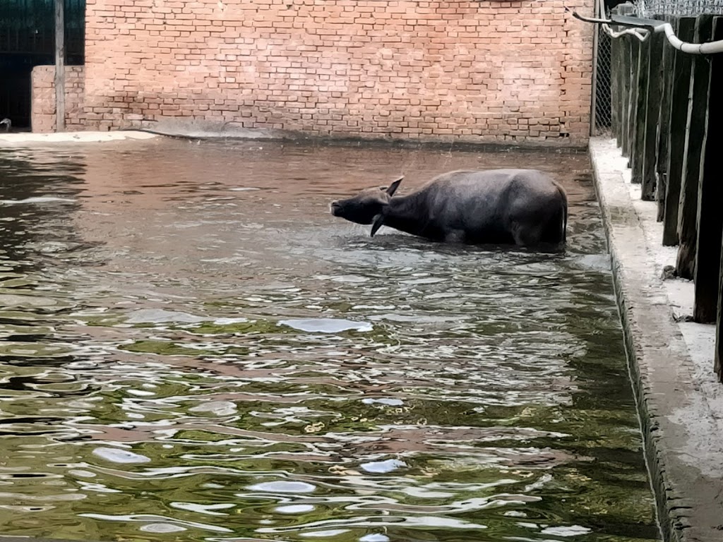 水牛城烤肉區 的照片