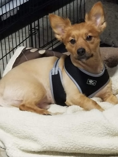 Pet Supply Store «Petco Animal Supplies», reviews and photos, 3774 N Federal Hwy, Lighthouse Point, FL 33064, USA