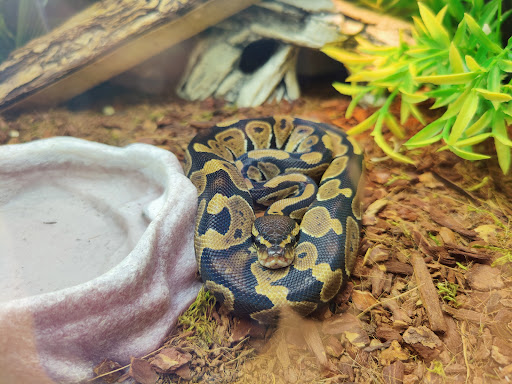 Pet Supply Store «PetSmart», reviews and photos, 2017 N Prospect Ave, Champaign, IL 61822, USA