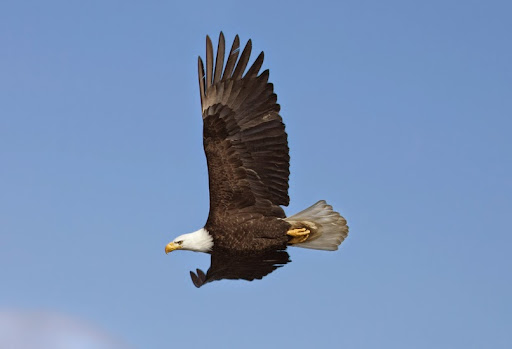 Transmission Shop «Eagle Transmission & Repair Shop E. Plano», reviews and photos, 901 K Ave, Plano, TX 75074, USA