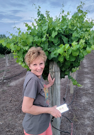 Vineyard «Lu Mil Vineyard», reviews and photos, 438 Suggs-Taylor Rd, Elizabethtown, NC 28337, USA