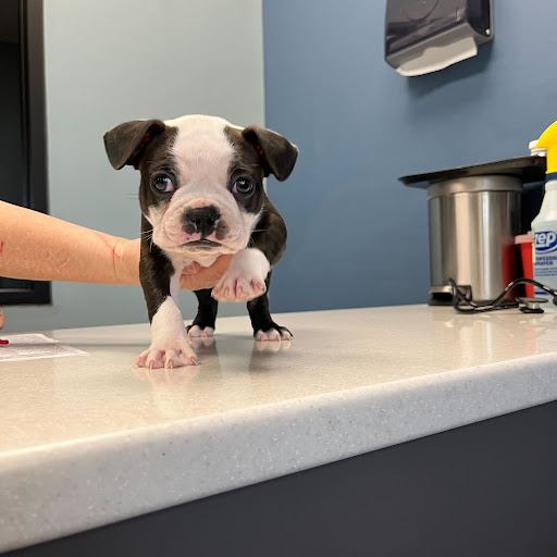 PetWellClinic - Emory Rd