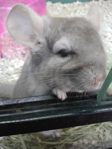 Pet Supply Store «Pet Supplies Plus», reviews and photos, 254 S Illinois Ave, Oak Ridge, TN 37830, USA