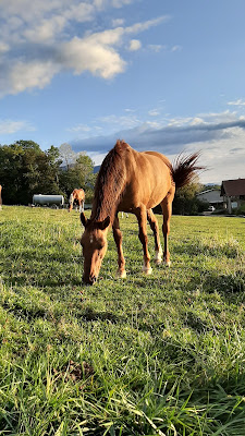 Amely AnimalSpirit | Communication Animale | Naturopathie Animale à Vallières-sur-Fier