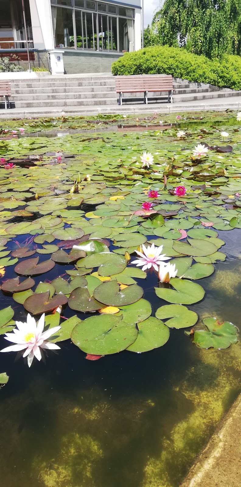 草津市立水生植物公園みずの森 滋賀県草津市下物町 植物園 公園 グルコミ