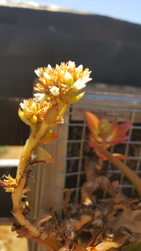 Coffee Shop «Devout Coffee», reviews and photos, 37323 Niles Blvd, Fremont, CA 94536, USA