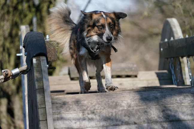 Hundeschule Heinrichsen