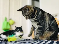 CatSat Atlanta, LLC - Car repair in , Atlanta - Rated 4.8/5