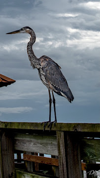 Phyllis Ann Photography - Photo 5 - Car repair in Gulfport, MS, Gulfport