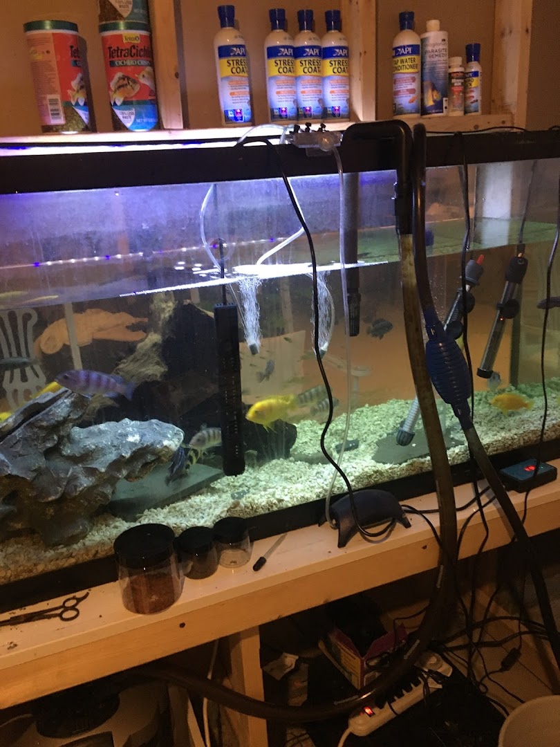 Upstate Aquatics Cichlid Shop