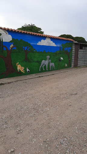 Pensioni per cani e dog hotel a Dog & Cat Service