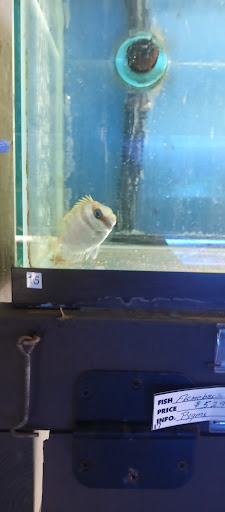 Pet Store «Leesburg Pet Center», reviews and photos, 959 N 14th St, Leesburg, FL 34748, USA