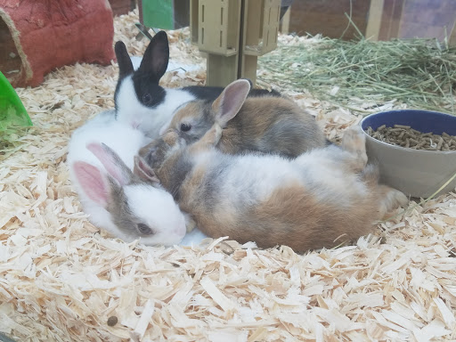 Pet Supply Store «Pet Supermarket», reviews and photos, 2090 E Arapaho Rd, Richardson, TX 75081, USA