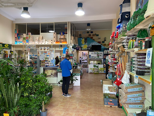 Plantes Moises en Guadassuar, Valencia