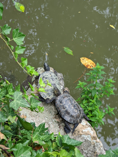 Centre de récupération des tortues de Floride
