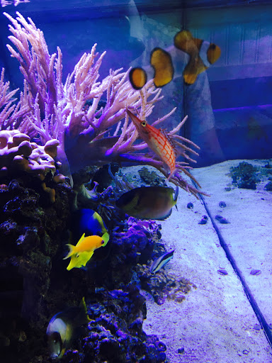 Tropical Fish Store «Complete Aquarium», reviews and photos, 736 Bedford Rd, Bedford Hills, NY 10507, USA