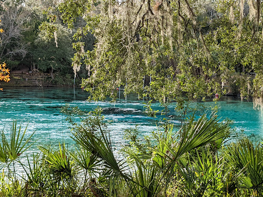 National Forest «Ocala National Forest», reviews and photos, FL-40, Silver Springs, FL 34488, USA
