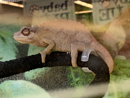 Petco image