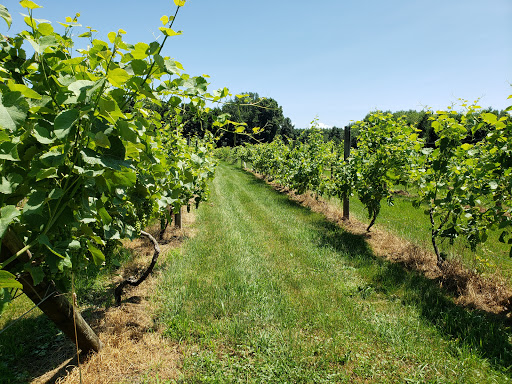 Winery «Lebanon Green Vineyards», reviews and photos, 589 Exeter Rd, Lebanon, CT 06249, USA