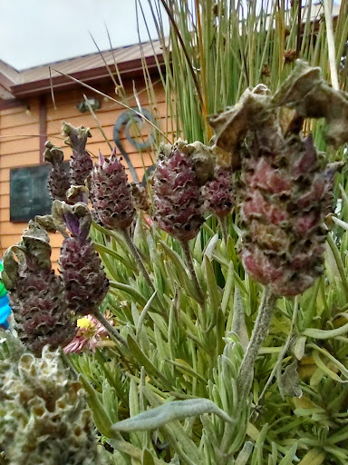 Coffee Shop «Beachside Buzz», reviews and photos, 1442 SW Pacific Coast Hwy, Waldport, OR 97394, USA