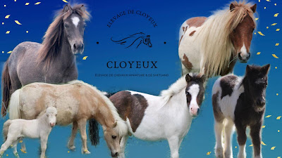 Elevage de Cloyeux - Shetland & Chevaux miniature AMHA à Échalas