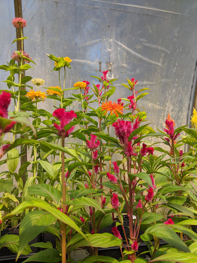 Garden Center «Distinctive Gardens», reviews and photos, 1531 Telegraph Rd, West Chester, PA 19380, USA