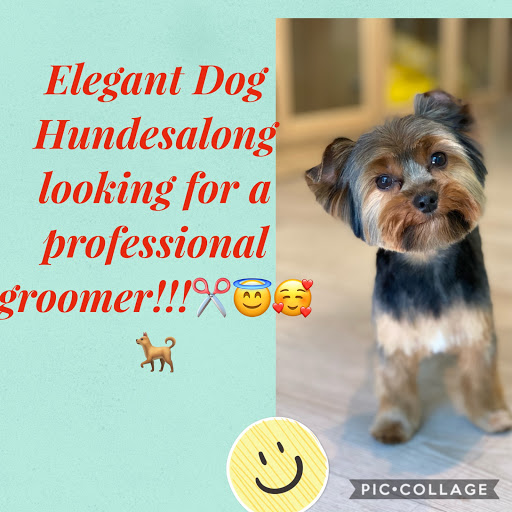 Elegant Dog Hundesalong