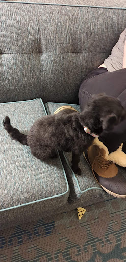 Pet Supply Store «PetSmart», reviews and photos, 67 Consumer Square, Plattsburgh, NY 12901, USA