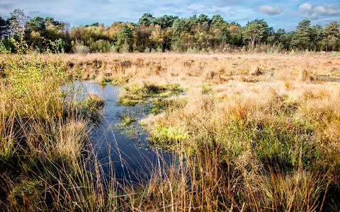Wildmoor Heath Nature Reserve image