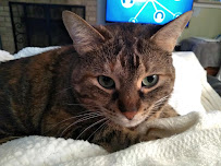 Critter Care Pawsome Pet Sitting - Photo 6 - Car repair in Goshen, IN, Elkhart