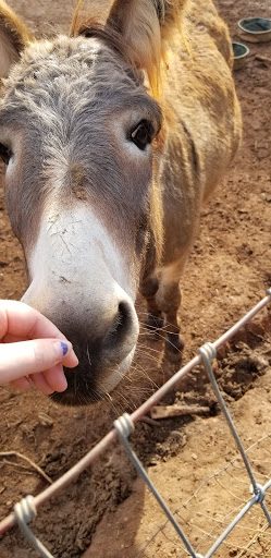 Christmas Tree Farm «Sleepy Hollow Farm & Escape Woods», reviews and photos, 628 Sleepy Hollow Rd, Powder Springs, GA 30127, USA